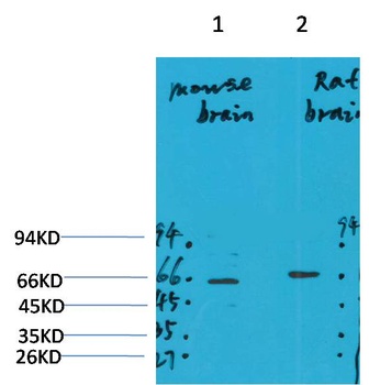 GABA A Receptor alpha4 antibody