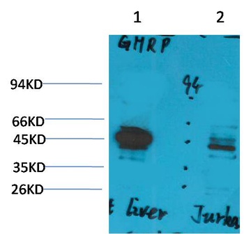 Ghrelin Receptor Rabbit pAb