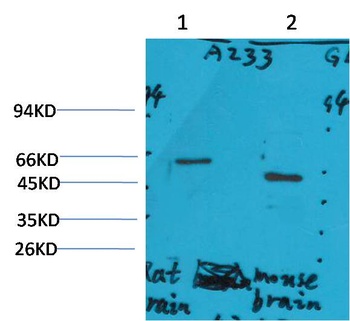 GLP-1 antibody