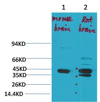 KCNK9(TASK-3) Rabbit pAb
