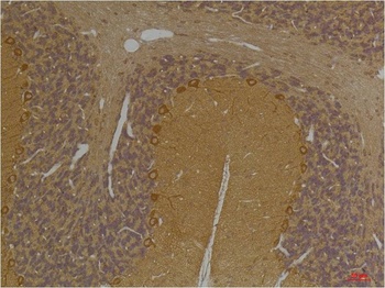 SLC12A4 antibody