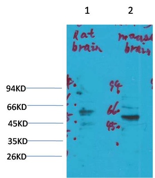 Kv1.3 antibody