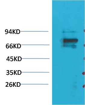 Kv1.5 Rabbit pAb