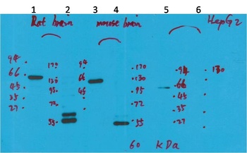 Kv10.2 antibody