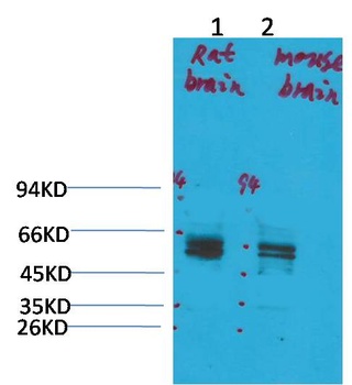 Kv11.1 Rabbit pAb