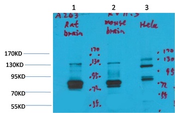 Kv11.3 antibody