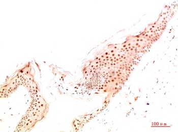 ATG14L antibody