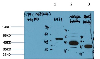 MEK4 (F194) antibody