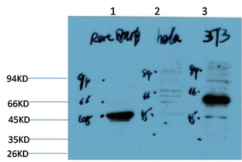 Calreticulin antibody