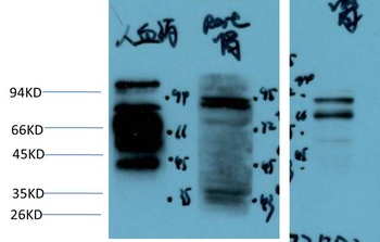 Kininogen 1 antibody