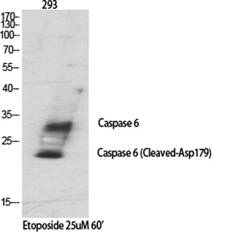 Cleaved-Caspase-6 p18 (D179) rabbit pAb