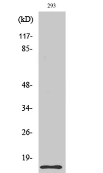 Cleaved-Caspase-7 (S199) antibody