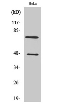 Cleaved-C1s HC (R437) antibody