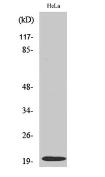 Cleaved-Caspase-5 p20 (D121) rabbit pAb