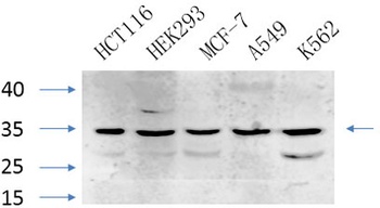Caspase-7 rabbit pAb