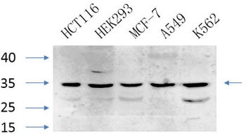 Caspase-7 antibody