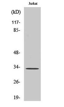 Cleaved-Cathepsin A 32k (R326) antibody