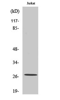 Cleaved-Cathepsin C HC (R394) antibody