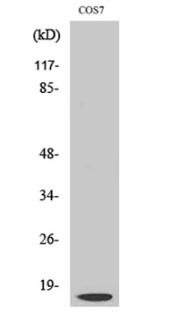 Cleaved-Cathepsin D LC (G65) rabbit pAb