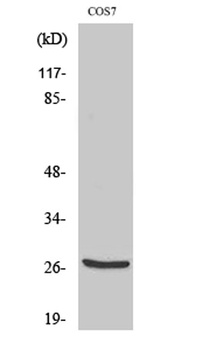 Cleaved-Cathepsin Z (L62) antibody
