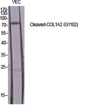 Cleaved-COL1A2 (G1102) antibody