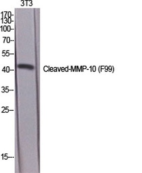 Cleaved-MMP-10 (F99) antibody