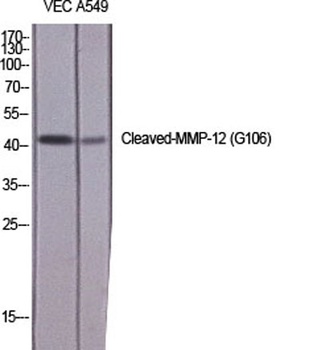 Cleaved-MMP-12 (G106) antibody