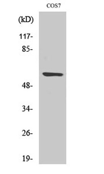 Cleaved-MMP-15 (Y132) antibody
