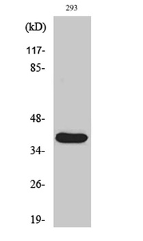 Cleaved-MMP-23 (Y79) antibody