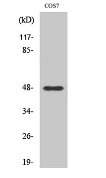 Cleaved-MMP-27 (Y99) antibody
