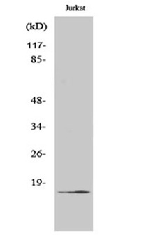 Cleaved-Factor VII LC (R212) rabbit pAb