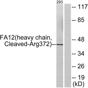 Cleaved-Factor XII HC (R372) rabbit pAb Antibody