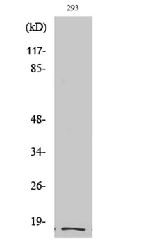 Cleaved-Integrin alpha5 LC (E895) antibody