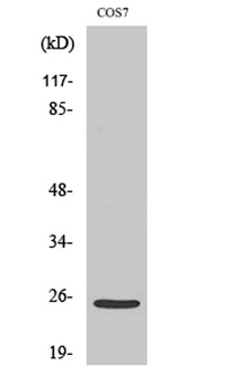 Cleaved-Integrin alpha7 LC (E959) antibody