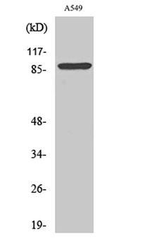 Cleaved-Integrin alphaV HC (K889) antibody
