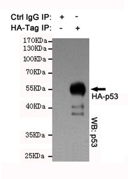 HA-tag antibody