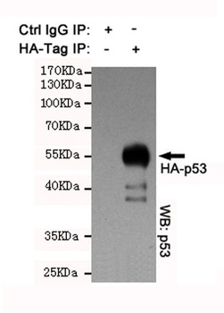 HA-tag rabbit pAb