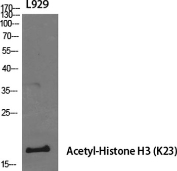 Histone H3 (Acetyl Lys23) rabbit pAb