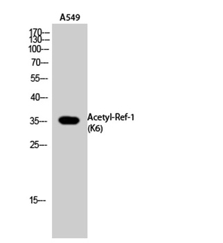 Ref-1 (Acetyl Lys6) rabbit pAb
