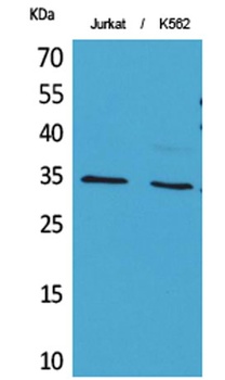 Ref-1 (Acetyl Lys7) antibody