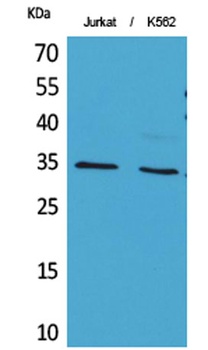Ref-1 (Acetyl Lys7) rabbit pAb