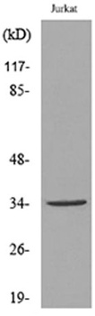 Ref-1 (Acetyl Lys7) rabbit pAb Antibody
