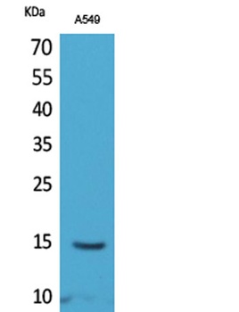 Histone H2B (Acetyl Lys126) antibody