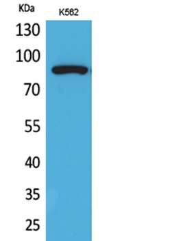 HSP 90 (Acetyl Lys292/284) rabbit pAb