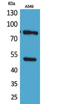 HSP 90 (Acetyl Lys435) antibody