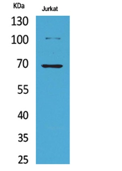 Ku-70 (Acetyl Lys542) rabbit pAb