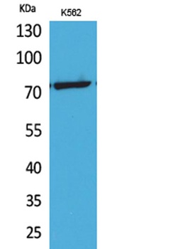 p73 (Acetyl Lys321) rabbit pAb