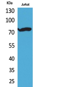 p73 (Acetyl Lys327) rabbit pAb Antibody