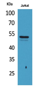 Tubulin α (Acetyl Lys40) rabbit pAb