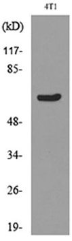 Ku-70 (Acetyl Lys331) rabbit pAb Antibody